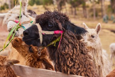 Lama, And kültürleri tarafından yüzyıllardır yük hayvanı ve yün olarak kullanılan evcil hayvanlardır. Camelid ailesine aitler. Cusco Peru
