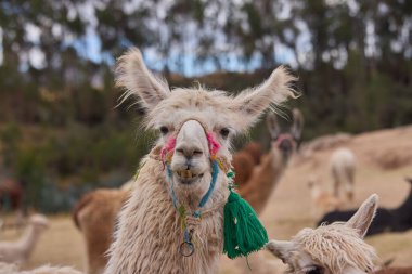 Lama, And kültürleri tarafından yüzyıllardır yük hayvanı ve yün olarak kullanılan evcil hayvanlardır. Camelid ailesine aitler. Cusco Peru