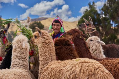 Bir Keçuva çobanı, bir grup alpakayı geleneğin sıcaklığı ve Chinchero, Cusco 'nun dağlık ruhuyla çevrelenmiş neşe ve dikkatle besler..