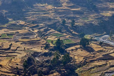 Colca Kanyonu 'nun İnka terasları nefes kesiciden de öte, yaşayan bir miras. Dik And yamaçlarına oyulmuş bu tarım harikaları yüzyıllar boyunca yaşamı sürdürdü..