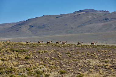 Vahşi vicualar, Peru And Dağları 'nda gezinir. Puna' nın koruyucuları ve doğal zarafetin sembolleri. Altın tüyleri And güneşinin altında parıldıyor. Doğanın sessiz görkeminin bir hatırlatıcısı.