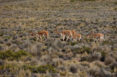 Vahşi vicualar, Peru And Dağları 'nda gezinir. Puna' nın koruyucuları ve doğal zarafetin sembolleri. Altın tüyleri And güneşinin altında parıldıyor. Doğanın sessiz görkeminin bir hatırlatıcısı.