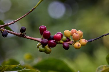 Tutku ve özenle yetiştirilmiş Peru kahve kültürünün aromasını ve zengin tarihini taşıyorlar. Rodriguez de Mendoza Peru