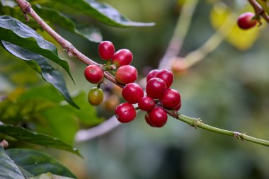 Tutku ve özenle yetiştirilmiş Peru kahve kültürünün aromasını ve zengin tarihini taşıyorlar. Rodriguez de Mendoza Peru