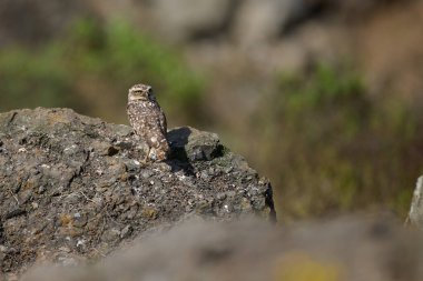 Odaklanma, sessizlik ve beklentinin nabzı. Amerikan Serisi MTB DHI Lima 2025 Amancaes Bisiklet Parkı alev almak üzere..