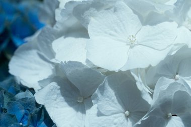 Ortanca çiçeğinin yaz güneşli beyaz yaprakları 