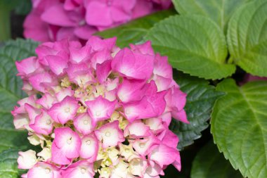 Kırmızı mavi beyaz Fransa bayrağı, spor müsabakaları arka planında beyaz çizgi ile koyu renkli koşu pistinde.