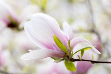 Baharda çiçek açan manolya ağacı, pastel renk. Boşluğu kopyala 