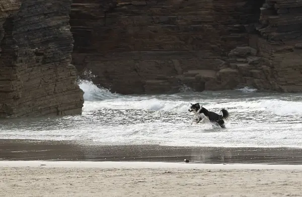 stock image Beautiful big dog running along the ocean shore. Copy space 