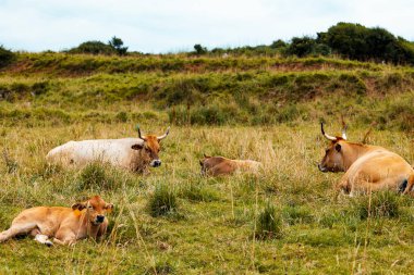 İnekler ve buzağılar otlakta dinleniyor . 