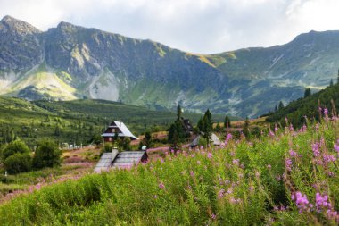 Büyüleyici bir dağ köyü, yemyeşil bir vadiye kurulmuş, ön planda canlı pembe kır çiçekleri ve arka planda yüksek tepeler var. . 