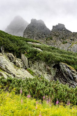 Kayalık kayalıkları, yeşil çalıları ve ön planda mor kır çiçekleri olan puslu dağ zirveleri. . 