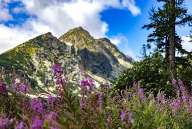 Önplanda mor kır çiçekleri, kayalık dağ zirveleri ve arka planda mavi bir gökyüzü. . 