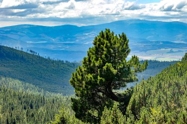 Uzak dağları ve arka planında parçalı bulutlu gökyüzü olan uçsuz bucaksız orman vadisine bakan yalnız bir çam ağacı.. 