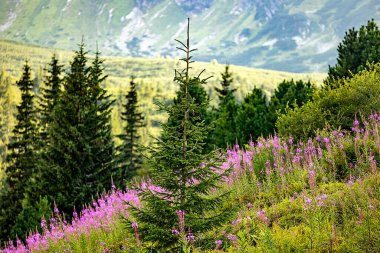  Genç ve yeşil ağaç, dağlık arazide canlı pembe kır çiçekleriyle çevrili. . 