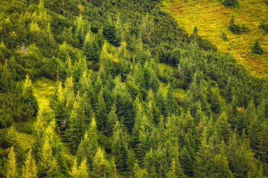 Yoğun çam ağaçları ve doğal ışık altında canlı bitki örtüsüyle kaplı bir yamaçta yemyeşil orman. . 