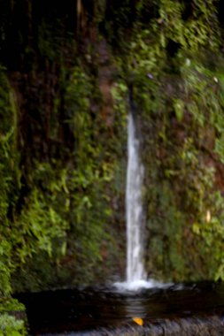 Küçük şelale yosun kaplı kaya duvarından aşağı yuvarlanıyor, yemyeşil bir yeşil ile çevrili, huzurlu doğal bir ortamda. . 