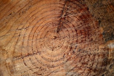  Yıllık büyüme halkalarını ve doğal ahşap dokusunu gösteren bir ağaç gövdesinin yakın çekim görüntüsü . 