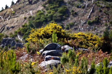 Dağlık arazide kayaların arasında büyüyen canlı sarı çiçekli yabani çalılar.. 