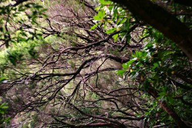 Çarpık ağaç dalları sık ormandaki canlı yeşil yapraklarla iç içe geçerek doğal ve dinamik bir bileşim oluşturur. . 