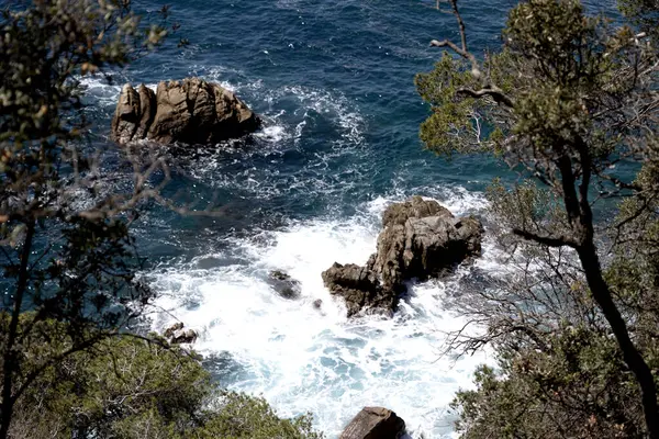 Güneşli bir günde kıyı ağaçlarının arasından görünen kayalık bir kıyıya köpüklü okyanus dalgaları çarpıyor. Merhaba.