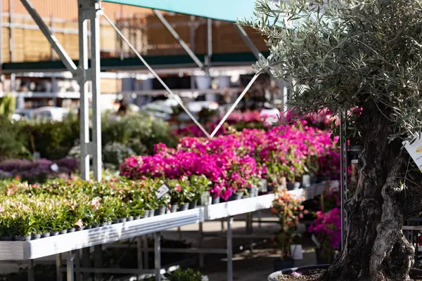 Bialystok, Poland- 27 Mayıs 2025: Leroy Merlin 'deki metal tepe örtüsünün altında açık bir bahçe merkezinde renkli çiçekli bitkiler ve zeytin ağacı . 