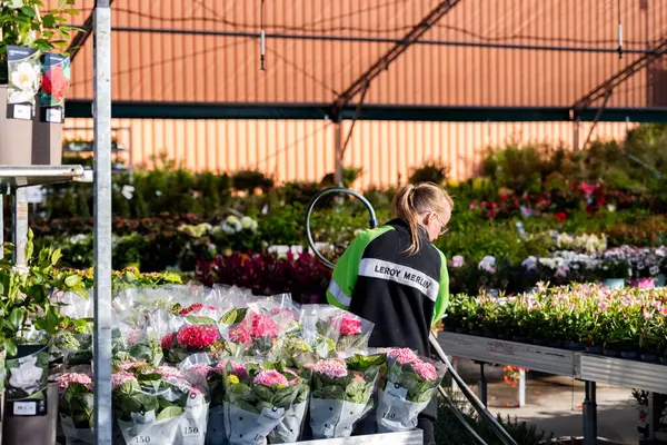 Bialystok, Poland- 27 Mayıs 2025: Leroy Merlin çalışanı güneşli bir günde bahçenin bahçesinde çiçek suluyor.. 
