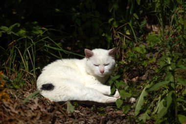 Kapalı gözlü beyaz kedi, yeşil bitkilerle çevrili güneşli bir ormanda yerde dinleniyor.. 