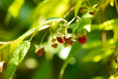 Olgunlaşmamış ve olgunlaşmamış ahududutların parlak güneş ışığında yeşil yapraklarla yakın çekimi. . 