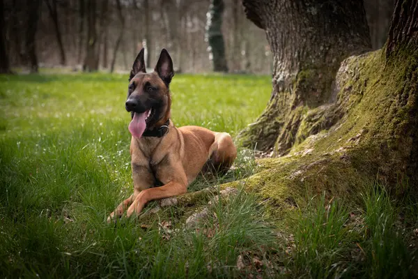 Belçikalı çoban köpeği ormanda.