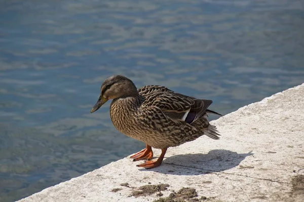 湖畔的鸭子 — 图库照片