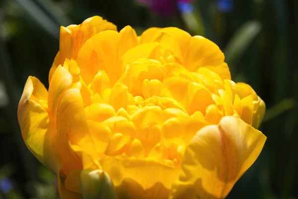 Biene Auf Gelber Blume — Stockfoto