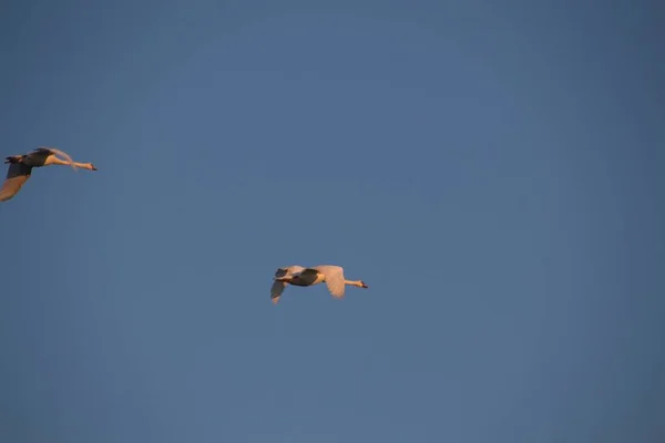 鸟儿在空中飞翔 — 图库照片