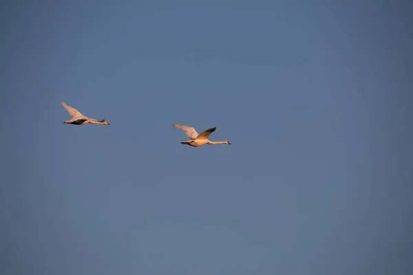 Летающие Птицы Небе — стоковое фото
