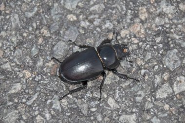 Beyaz bir arka plan üzerinde böcek