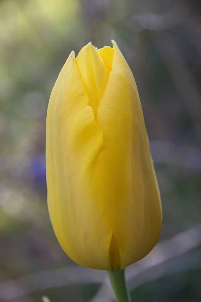 Gelbe Tulpe Aus Nächster Nähe — Stockfoto