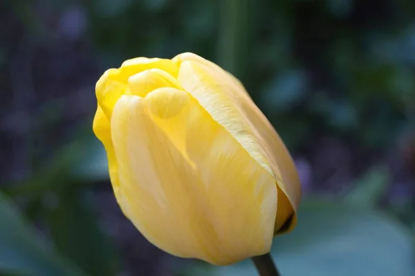 Gelbe Tulpe Aus Nächster Nähe — Stockfoto