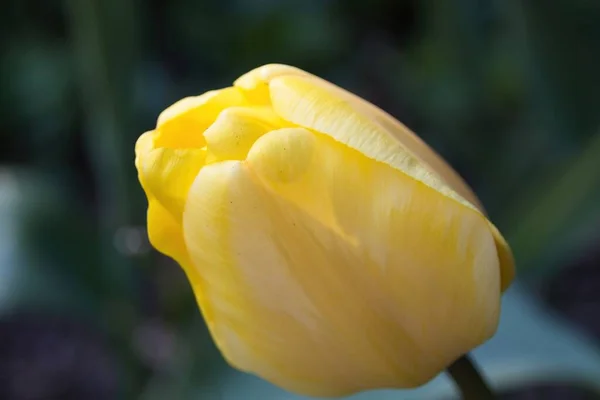 Tulipán Amarillo Cerca — Foto de Stock