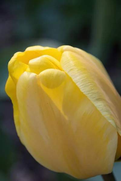 Tulipa Amarela Perto — Fotografia de Stock