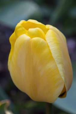 Sarı lale. Yaklaş.