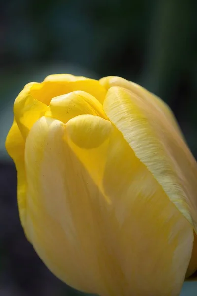 Желтый Тюльпан — стоковое фото