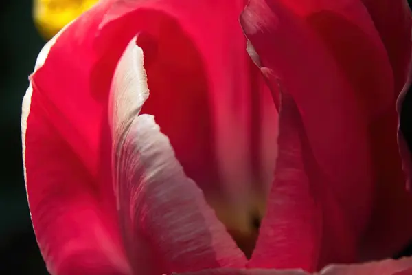 Tulipe Rose Dans Jardin — Photo