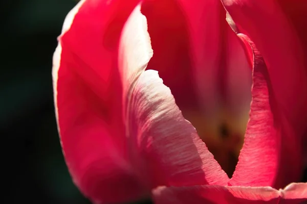 Розовый Тюльпан Саду — стоковое фото