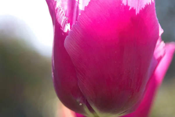 Tulipe Rose Dans Jardin — Photo