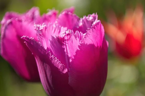 Rosa Tulpe Garten — Stockfoto