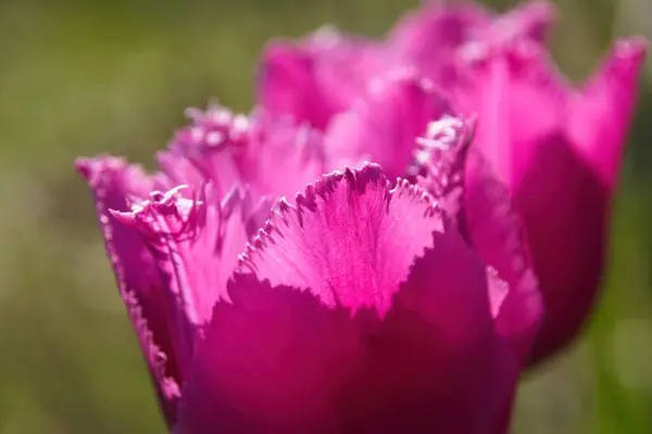 stock image pink tulip in the garden