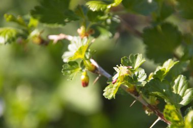 Yapraklı bir ağacın dalı