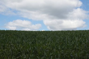 Buğday tarlası ve mavi gökyüzü
