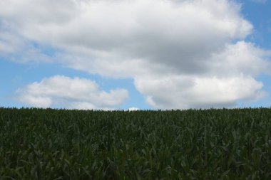 Buğday tarlası ve mavi gökyüzü