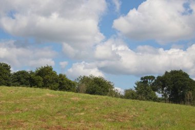 Buğday tarlası ve mavi gökyüzü